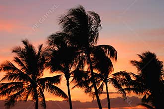 Palm Trees at Sunset
