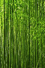 Bamboo forest