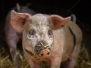Cute pink pig in a barn