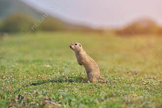 European ground squirrel standing in the grass. Spermophilus citellus Wildlife scene from nature. Ground squirrel on meadow