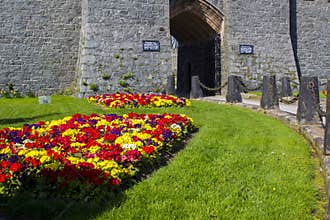 Formal mixed herbaceous borders of Polyanthus plants