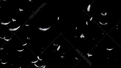 Falling feathers. Loop