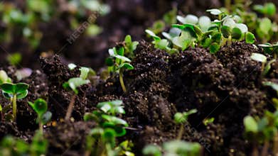 Growth microgreens, timelapse video filming.