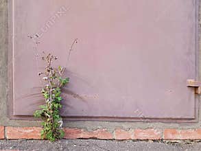 The bush grows under the metal door.