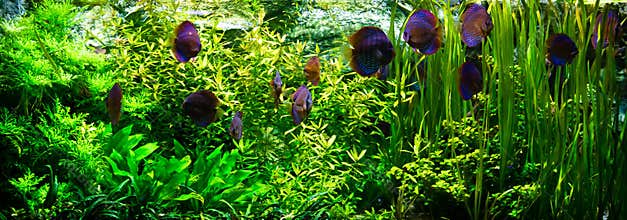 Aquarium with discus fishes