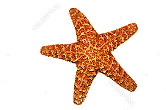 Starfish
