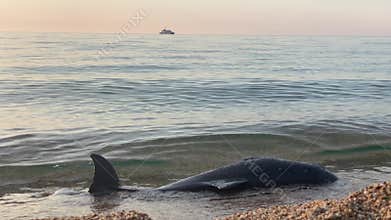 Dead dolphin in the sea