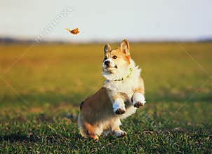 Cute little red-haired Corgi puppy runs around the green meadow and fun trying to catch a flying butterfly on a Sunny day
