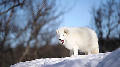The Arctic Fox