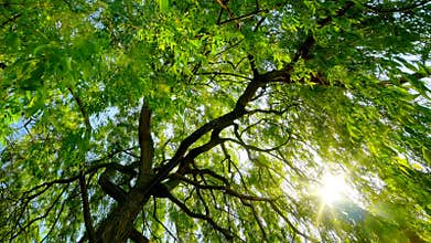 The sun gently shining through a weeping willow