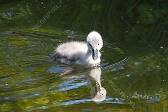 Young Mute swan, Cygnus olor swimming on a lake