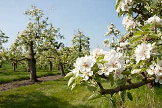 Orchard blossom