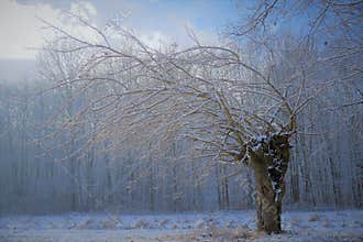 Lonely tree taken in the ice bite