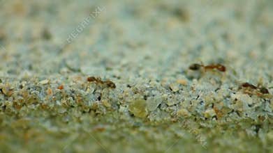 Ant colony migration close up macro HD