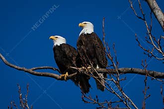 Double American bald eagles perch on tree snag against background of blue sky