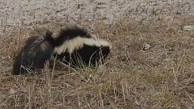 Wild skunk foraging for food