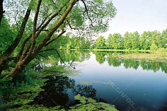 Old pond