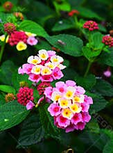 Lantana camara, cinco negritos flower in a nice garden
