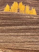 Autumn Trees