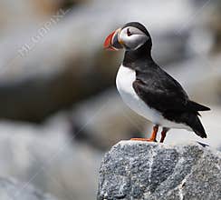 Puffin