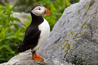 Atlantic Puffin