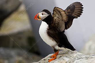 Atlantic Puffin