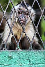 Sad Monkey in cage wallpaper