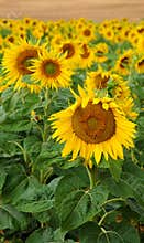 Sunflowers