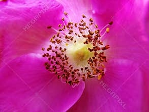 Ultra Violet. macro photo of a purple flower of wild rose Rosa canina with yellow stamen with pollen.