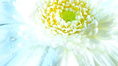 Macro of Gerbera flower wallpaper
