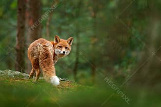 Fox in green forest. Cute Red Fox, Vulpes vulpes, at forest with flowers, moss stone. Wildlife scene from nature. Animal in nature