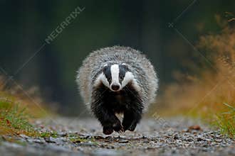 Flying mammal. Badger in forest, animal nature habitat, Germany, Europe. Wildlife scene. Wild Badger, Meles meles, wood road. Euro
