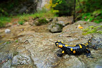 Salamander in nature forest habitat with river. Gorgeous Fire Salamander, Salamandra salamandra, spotted amphibian on the grey sto