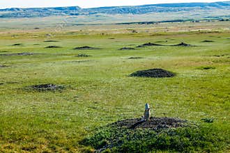 Prairie Dog City on the grasslands