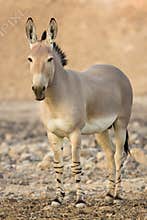 African wild