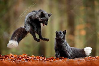 Black silver fox. Two red fox playing in autumn forest. Animal jump in fall wood. Wildlife scene from tropic wild nature. Pair of