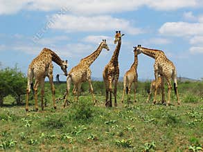 Giraffes at Hluhluweâ€“Imfolozi Park, South Africa