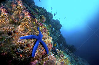 Starfish and reef