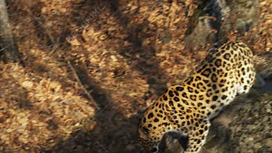 Rare amur leopard is looking for something in Primorsky Safari Park, Russia