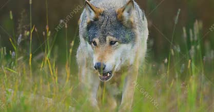 Close-up of a wild male wolf walking in the grass in the forest