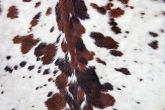 Longhorn white cowhide with black and brown spots/ Fur background