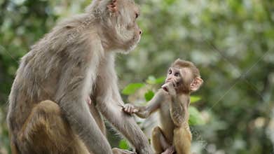 Female monkey with cub