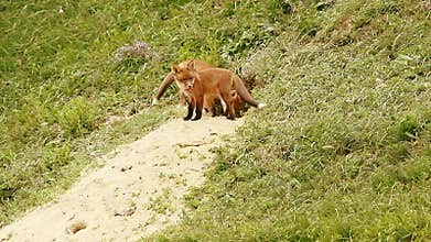 European red fox cubs near the burrow