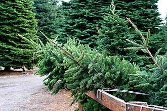 Christmas tree farm