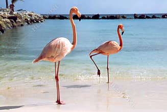 Flamingos at the beach