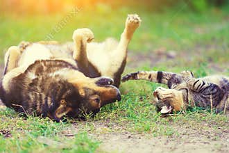 Dog and cat playing together