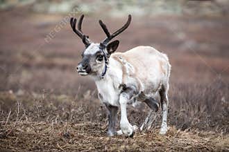 Cute baby reindeer getting up in northern Mongolia.