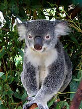 Koala in Australia
