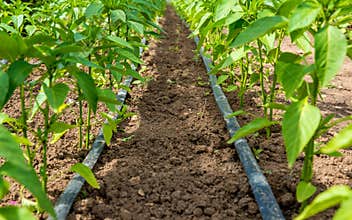Pepper plant and drip irrigation