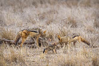 Black-backed jackal in Kruger National park, South Africa